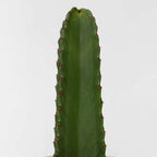 Cactus copacul candelabru - Euphorbia ingens - Înălţime 85-95cm - ⌀24cm
