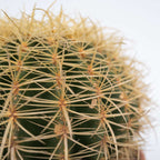 Cactușul Baril De Aur - Echinocactus grusonii - Înălţime 25-35cm - ⌀25cm