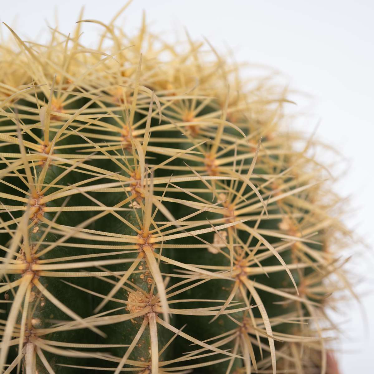Cactușul Baril De Aur - Echinocactus grusonii - Înălţime 25-35cm - ⌀25cm