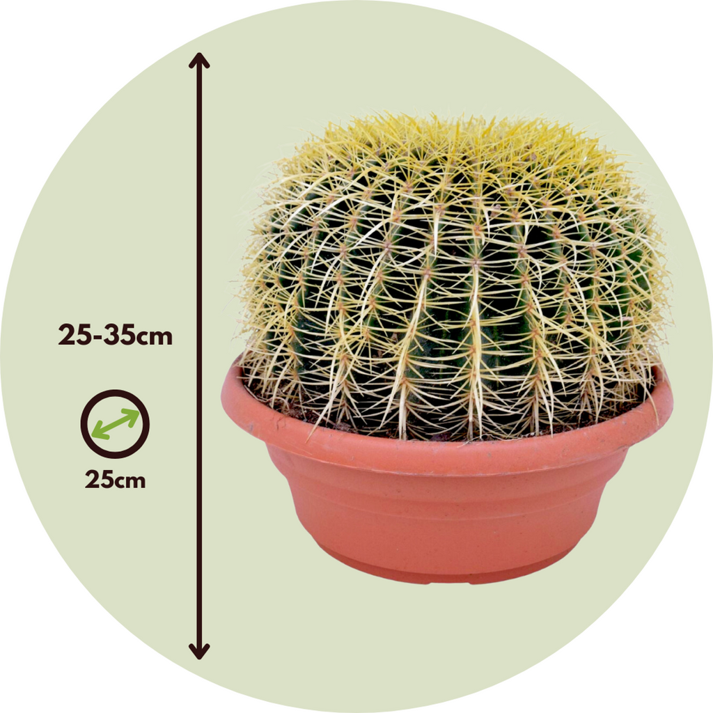 Cactușul Baril De Aur - Echinocactus grusonii - Înălţime 25-35cm - ⌀25cm