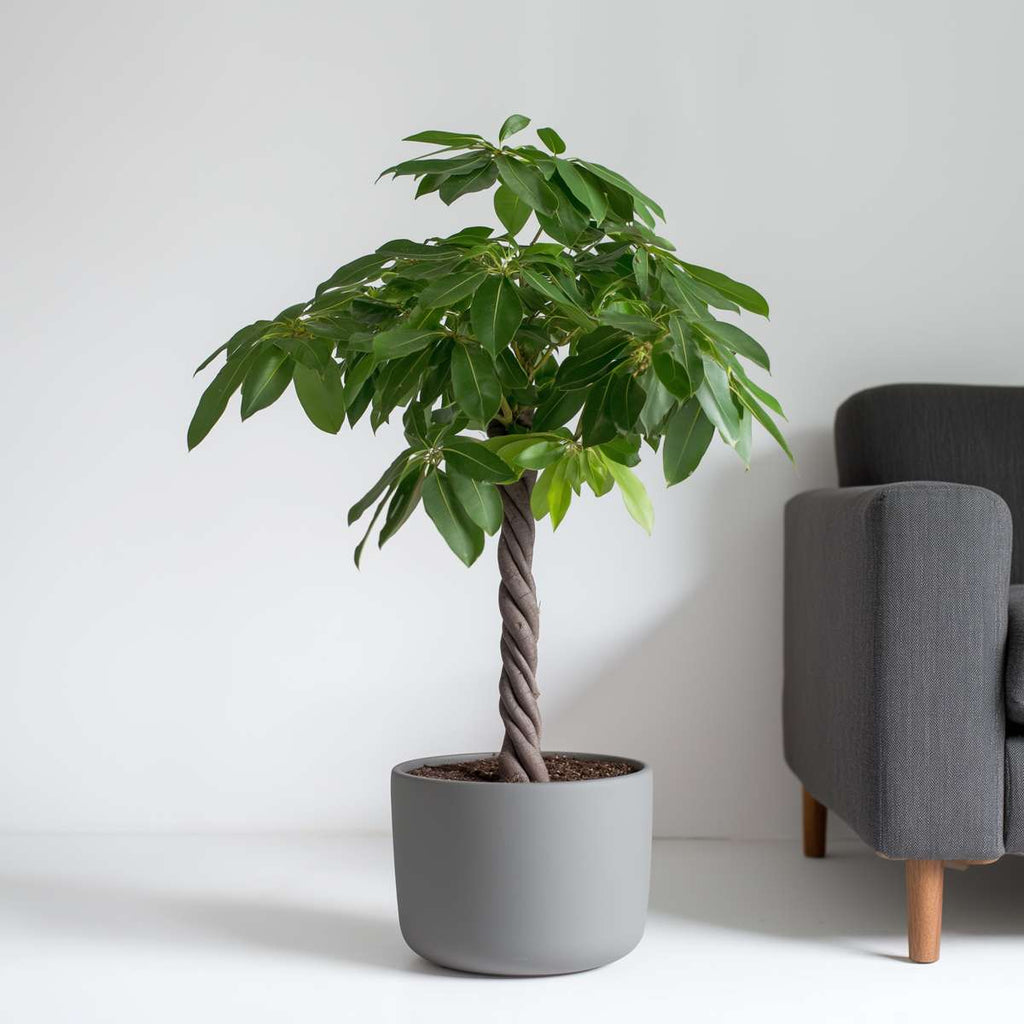 Castan Malabar - Pachira aquatica - Înălţime 100-120cm - ⌀24cm