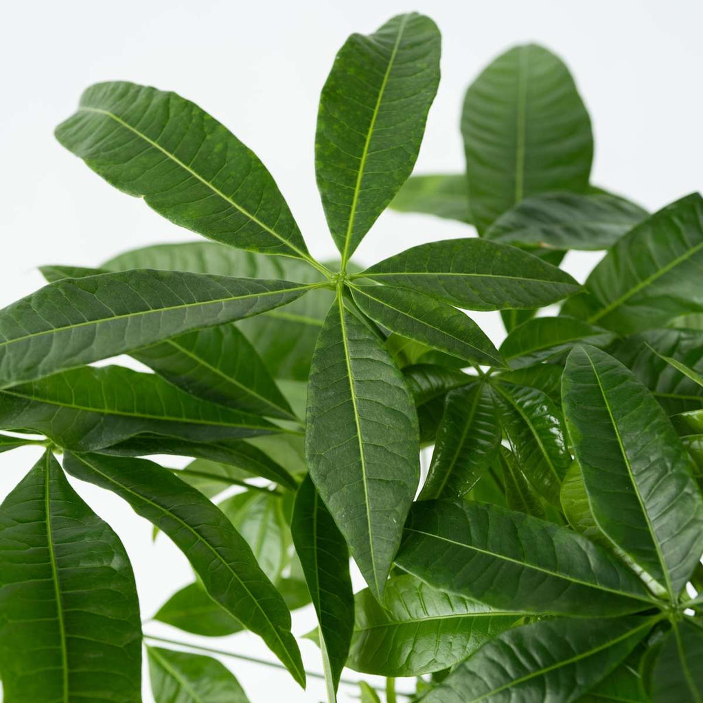 Castan Malabar - Pachira aquatica - Înălţime 100-120cm - ⌀24cm