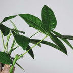 Castan Malabar - Pachira aquatica - Înălţime 100-120cm - ⌀24cm