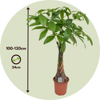 Castan Malabar - Pachira aquatica - Înălţime 100-120cm - ⌀24cm