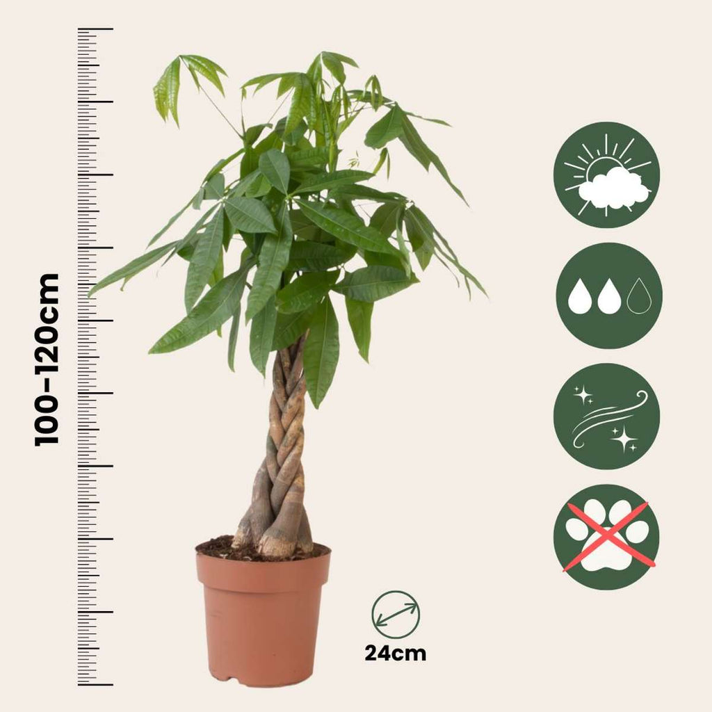 Castan Malabar - Pachira aquatica - Înălţime 100-120cm - ⌀24cm