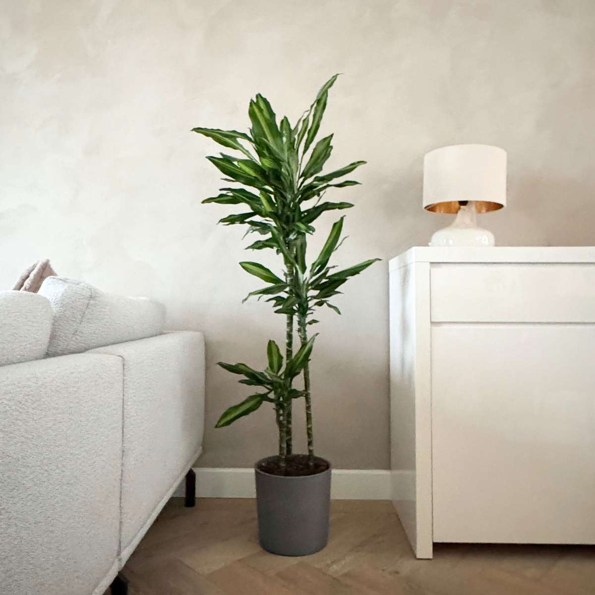Dracena - Dracaena fragrans 'Cintho' - Înălţime 140-150cm - ⌀24cm