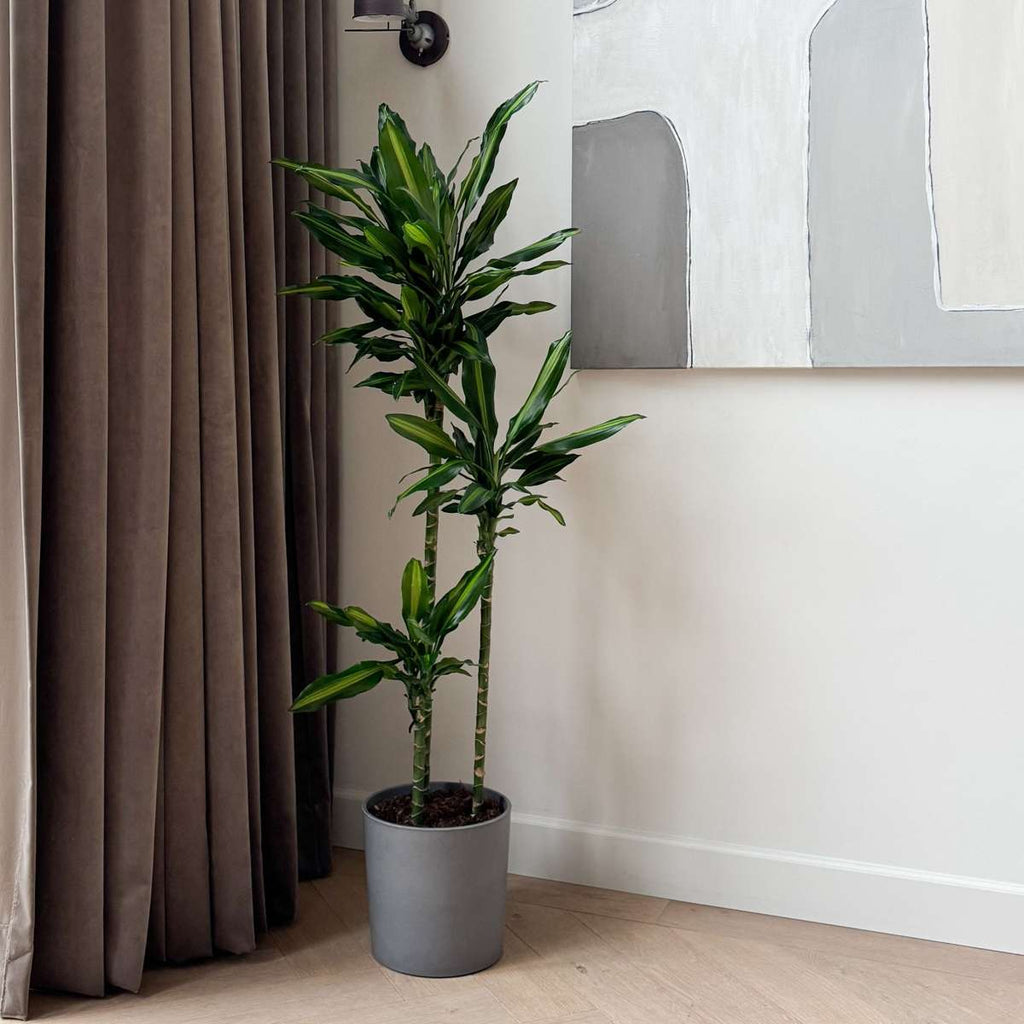 Dracena - Dracaena fragrans 'Cintho' - Înălţime 140-150cm - ⌀24cm