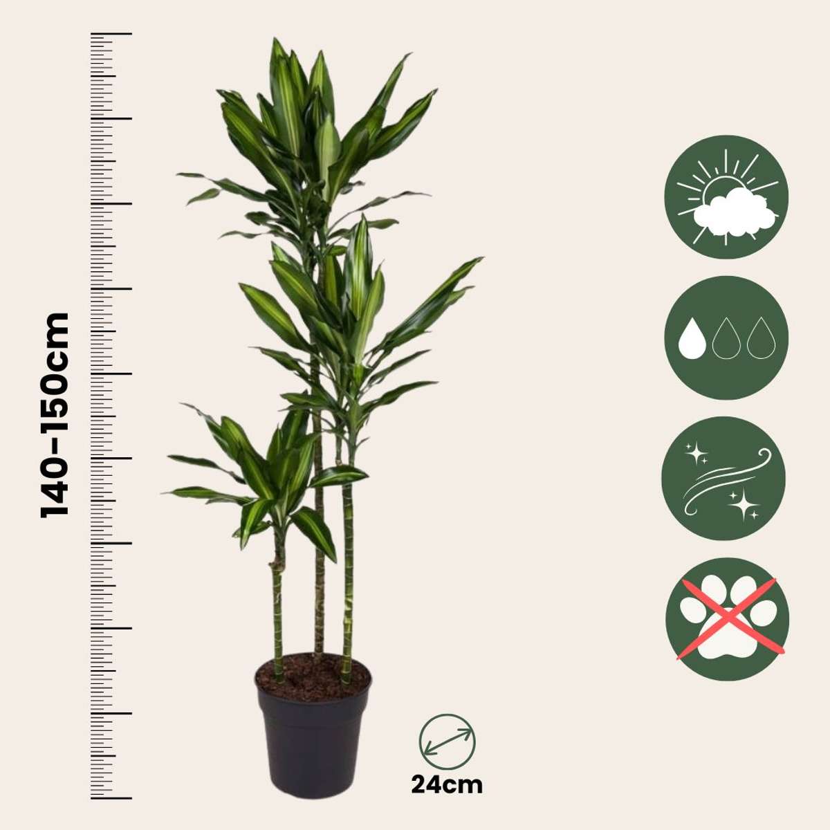 Dracena - Dracaena fragrans 'Cintho' - Înălţime 140-150cm - ⌀24cm
