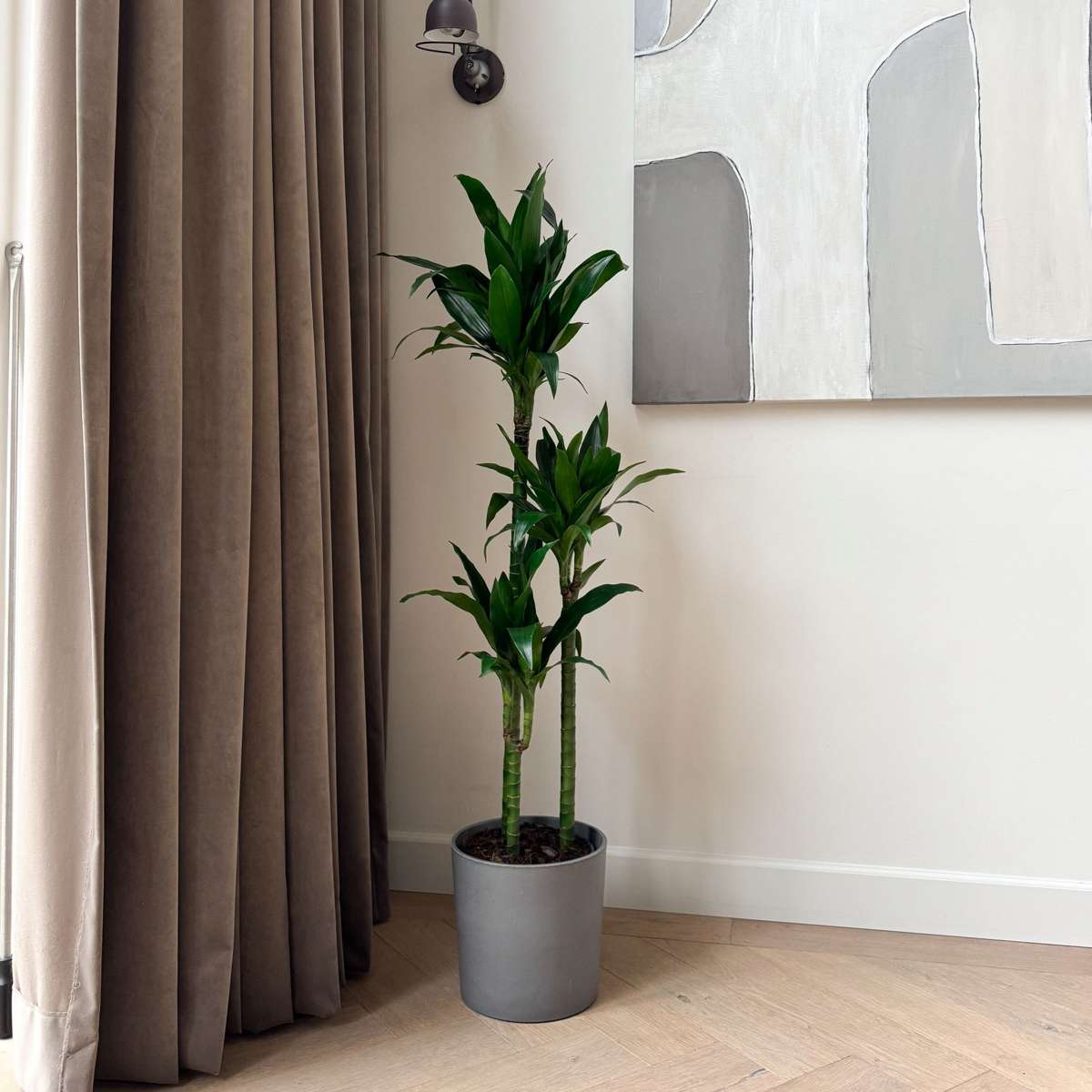 Dracena - Dracaena deremensis 'Janet Craig' - Înălţime 140-150cm - ⌀24cm