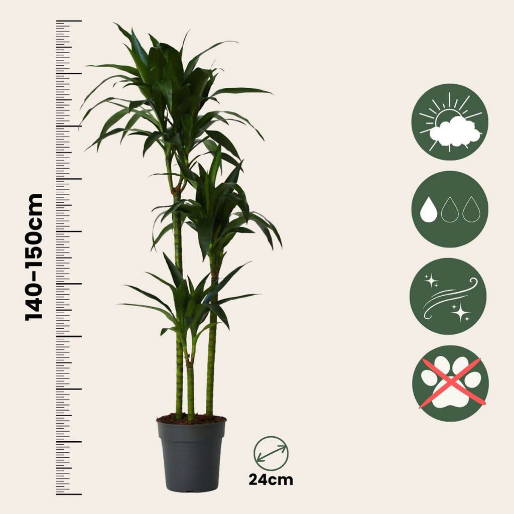 Dracena - Dracaena deremensis 'Janet Craig' - Înălţime 140-150cm - ⌀24cm
