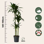 Dracena - Dracaena deremensis 'Janet Craig' - Înălţime 140-150cm - ⌀24cm