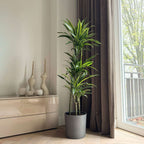 Dracena - Dracaena 'Lemon Lime' - Înălţime 130-140cm - ⌀24cm