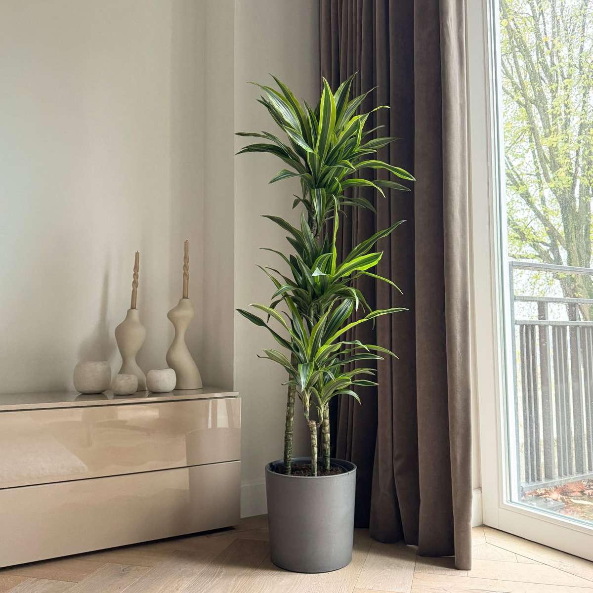 Dracena - Dracaena 'Lemon Lime' - Înălţime 130-140cm - ⌀24cm