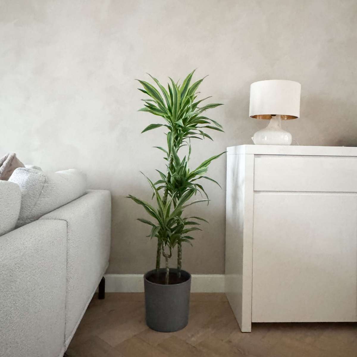 Dracena - Dracaena 'Lemon Lime' - Înălţime 130-140cm - ⌀24cm