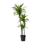 Dracena - Dracaena 'Lemon Lime' - Înălţime 130-140cm - ⌀24cm