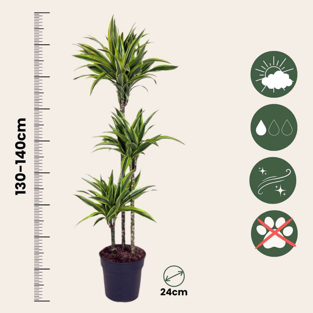 Dracena - Dracaena 'Lemon Lime' - Înălţime 130-140cm - ⌀24cm