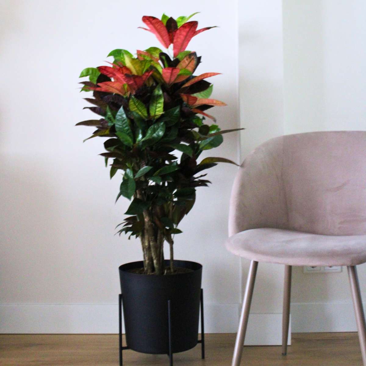 Croton - Codiaeum variegatum 'Mrs. Iceton' - Înălţime 140-150cm - ⌀31cm