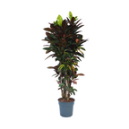 Croton - Codiaeum variegatum 'Mrs. Iceton' - Înălţime 140-150cm - ⌀31cm