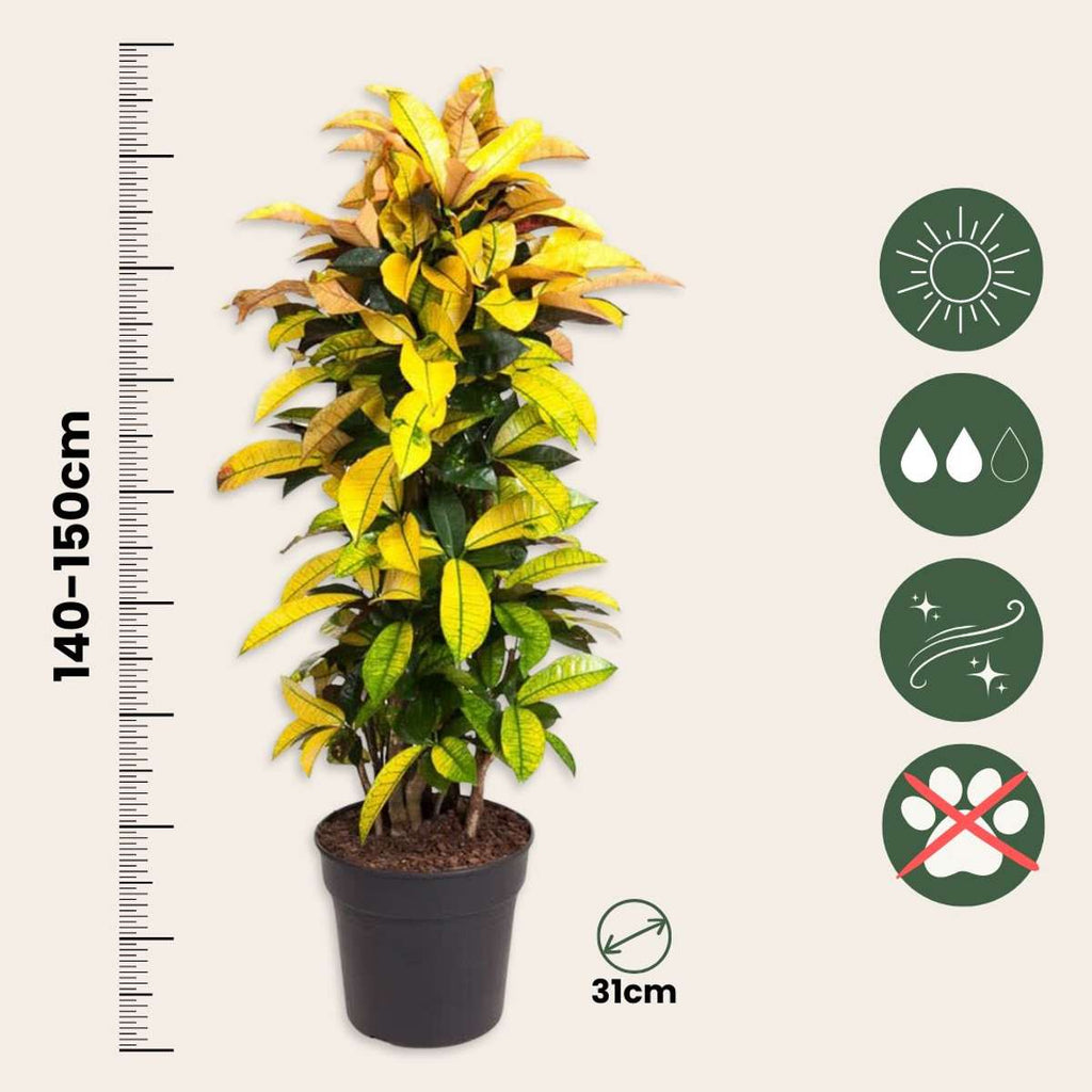 Croton - Codiaeum variegatum 'Mrs. Iceton' - Înălţime 140-150cm - ⌀31cm