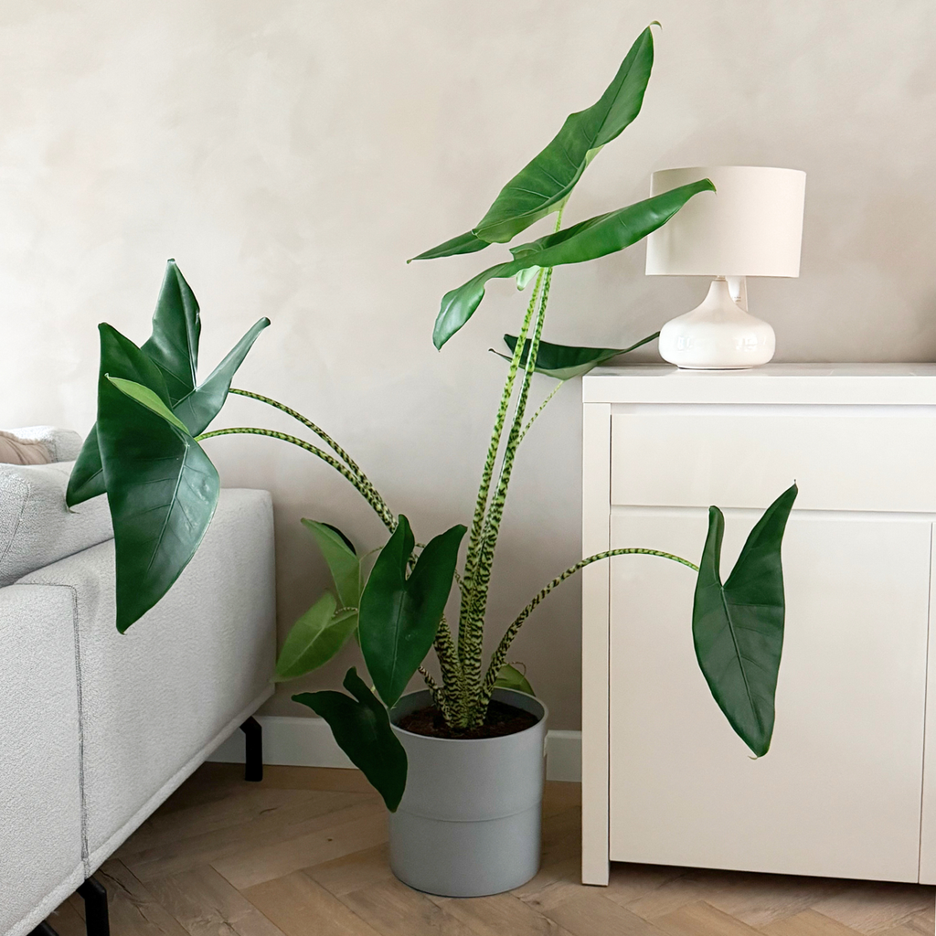 Urechea elefantului - Alocasia 'Zebrina' - Înălţime 140-150cm - ⌀32cm