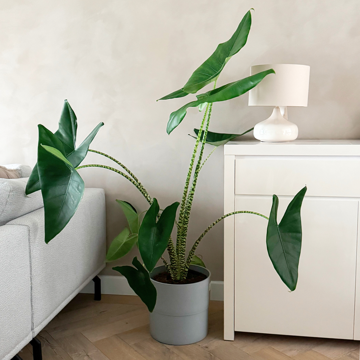 Urechea elefantului - Alocasia 'Zebrina' - Înălţime 140-150cm - ⌀32cm