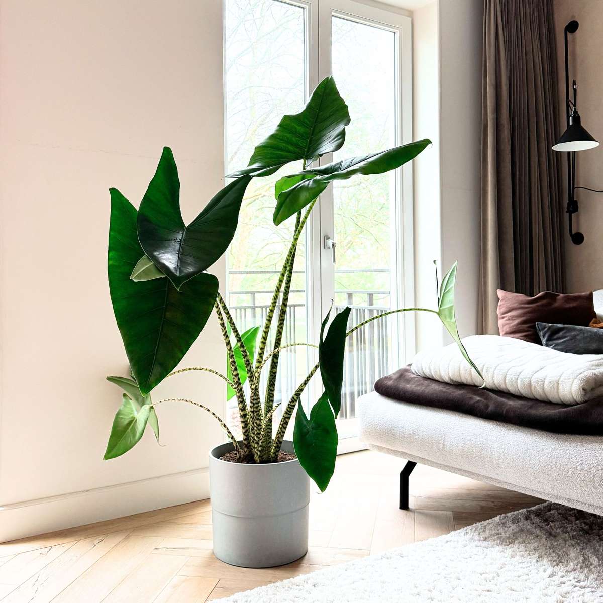 Urechea elefantului - Alocasia 'Zebrina' - Înălţime 140-150cm - ⌀32cm