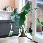 Urechea elefantului - Alocasia 'Zebrina' - Înălţime 140-150cm - ⌀32cm