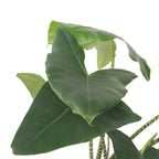 Urechea elefantului - Alocasia 'Zebrina' - Înălţime 140-150cm - ⌀32cm