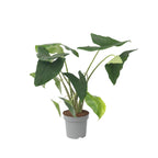 Urechea elefantului - Alocasia 'Zebrina' - Înălţime 140-150cm - ⌀32cm