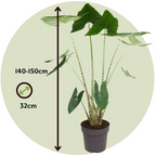Urechea elefantului - Alocasia 'Zebrina' - Înălţime 140-150cm - ⌀32cm