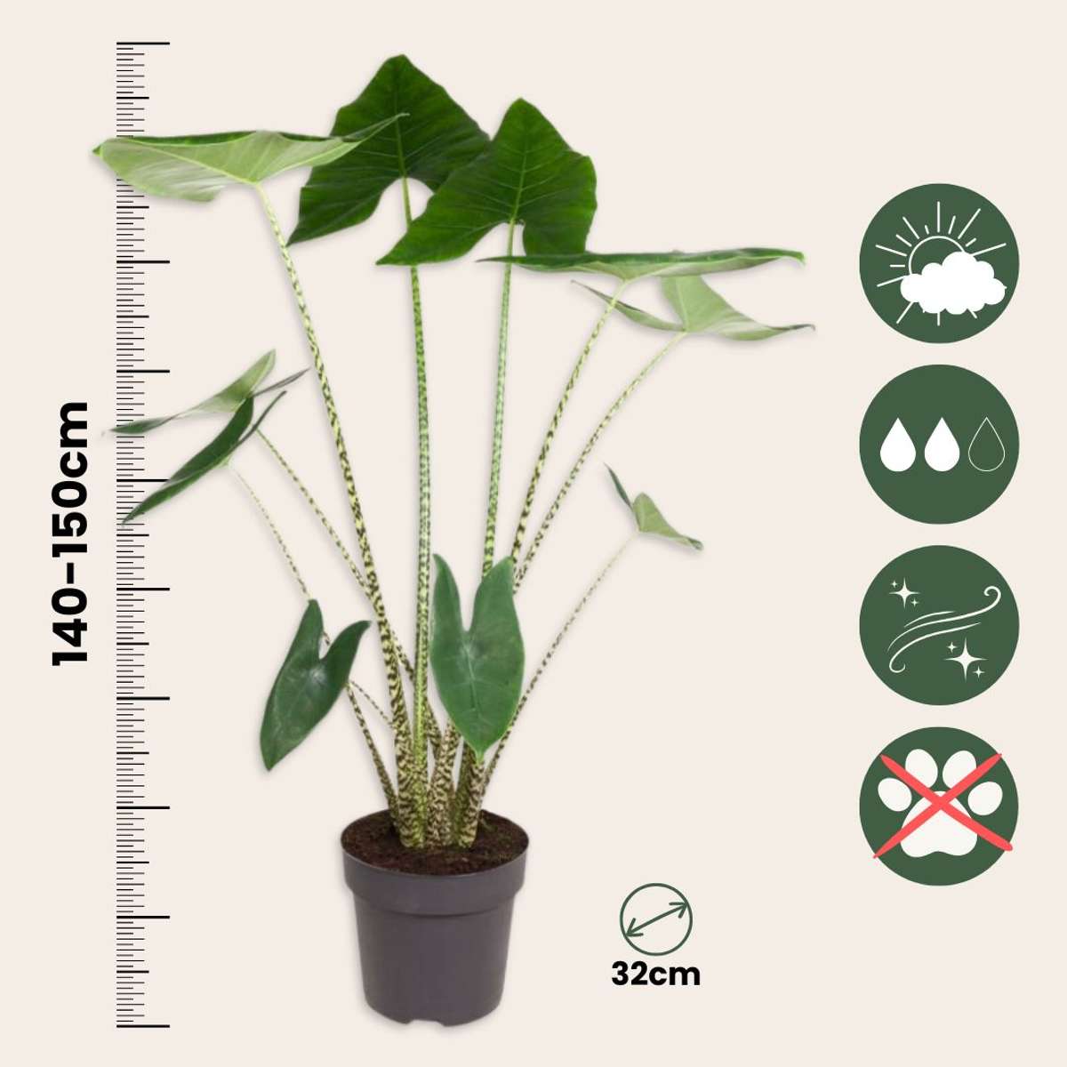 Urechea elefantului - Alocasia 'Zebrina' - Înălţime 140-150cm - ⌀32cm
