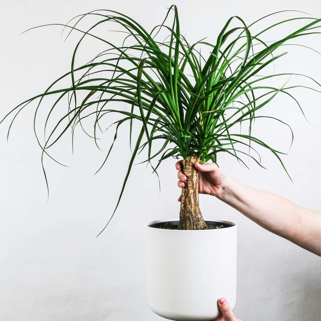 Nolina - Beaucarnea 'recurvata' - Înălţime 60-70cm - ⌀21cm