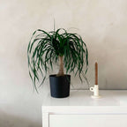 Nolina - Beaucarnea 'recurvata' - Înălţime 60-70cm - ⌀21cm