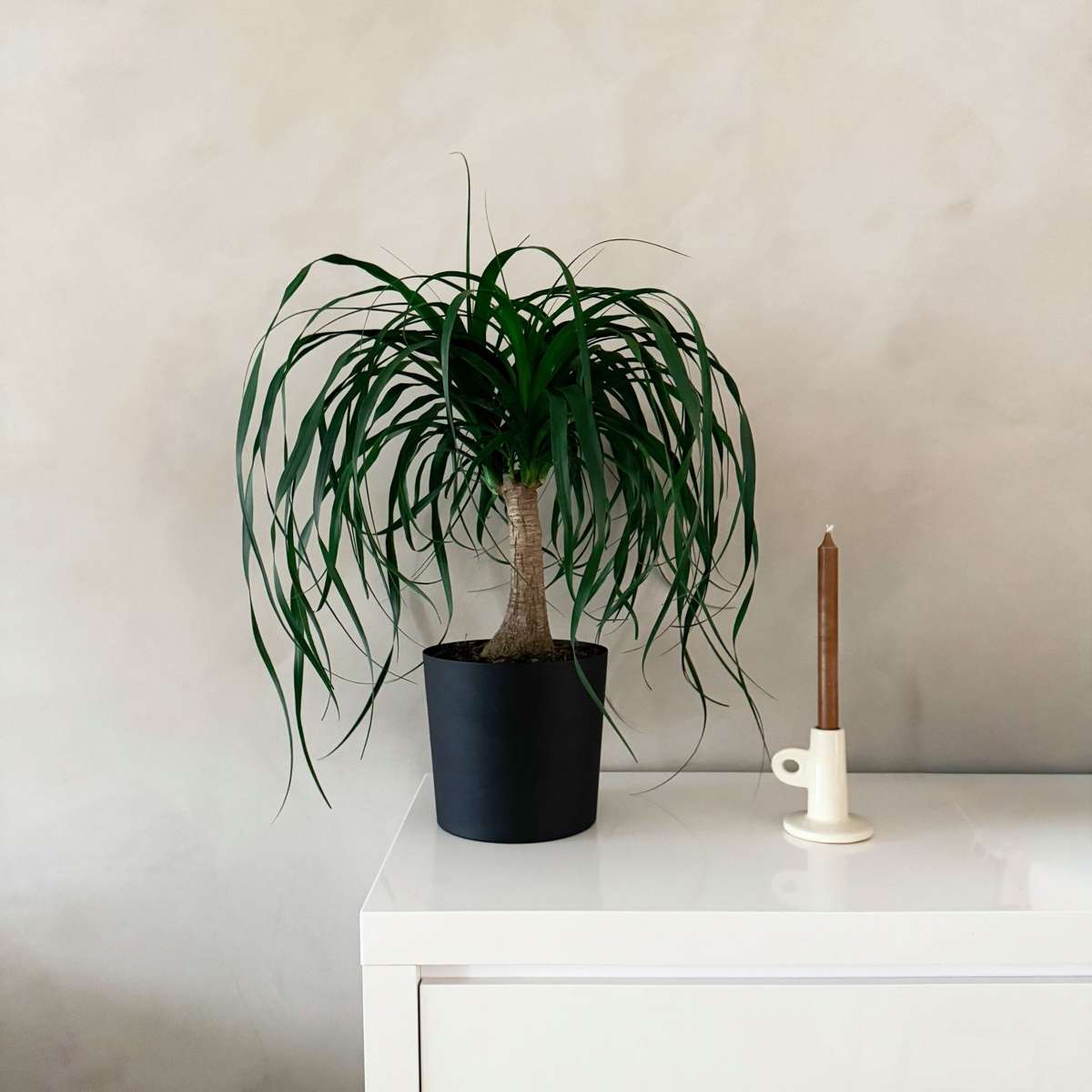 Nolina - Beaucarnea 'recurvata' - Înălţime 60-70cm - ⌀21cm