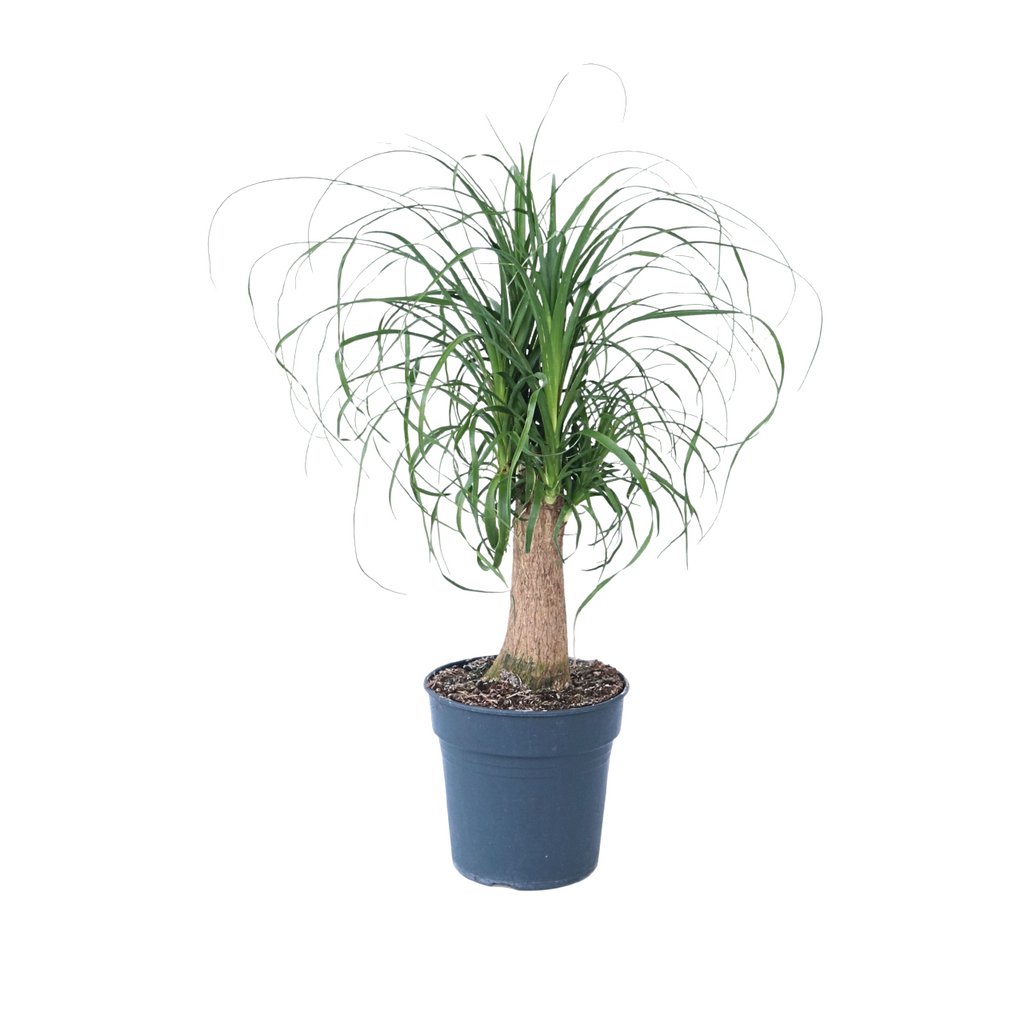 Nolina - Beaucarnea 'recurvata' - Înălţime 60-70cm - ⌀21cm