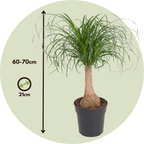 Nolina - Beaucarnea 'recurvata' - Înălţime 60-70cm - ⌀21cm