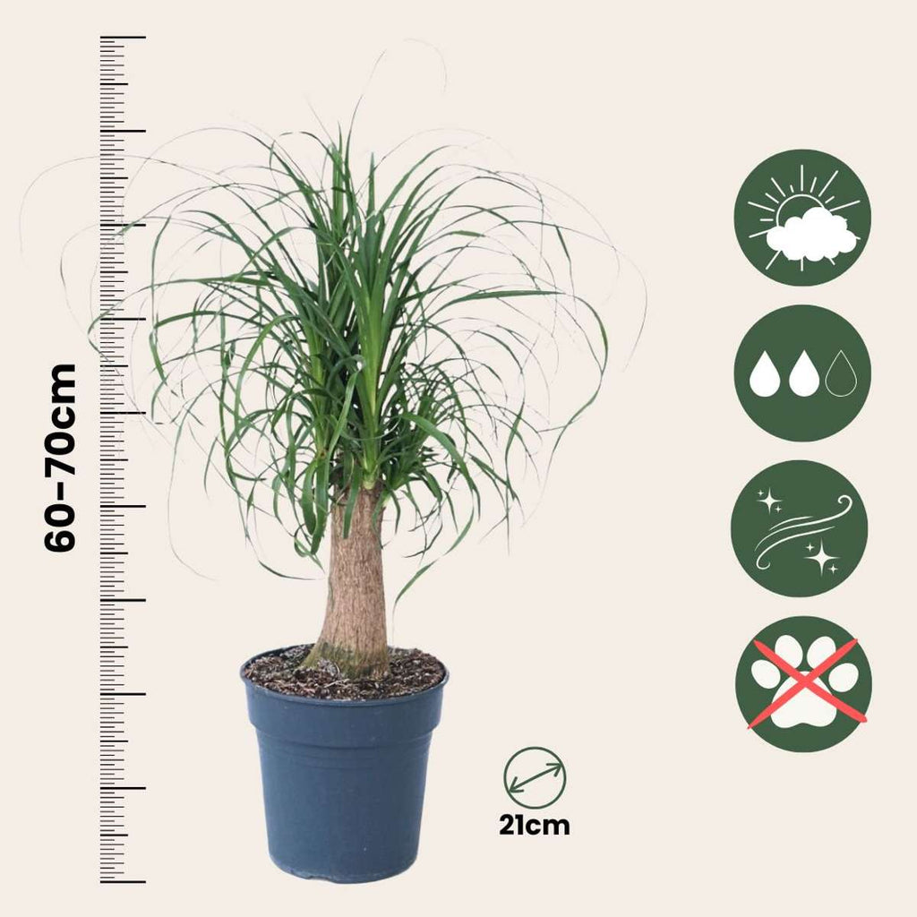 Nolina - Beaucarnea 'recurvata' - Înălţime 60-70cm - ⌀21cm