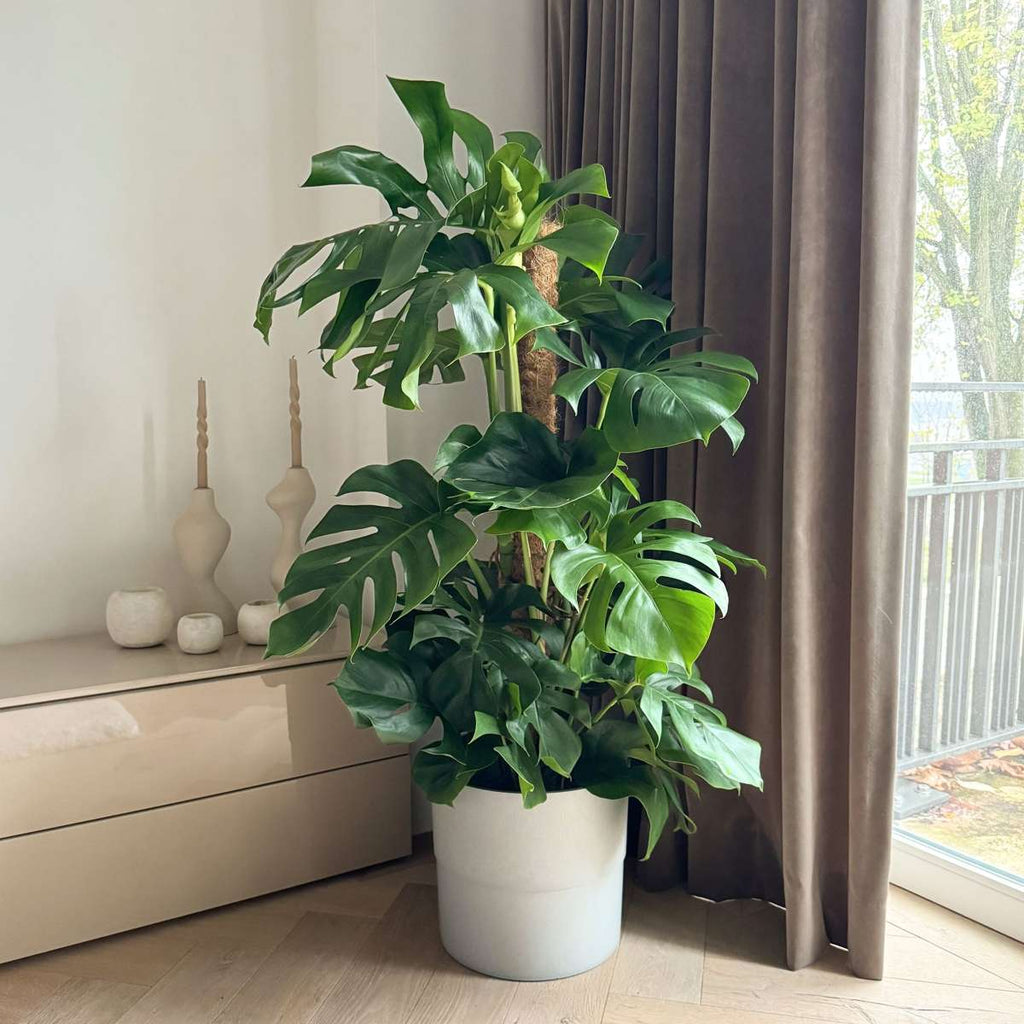 Philodendron cu frunza ruptă - Monstera deliciosa - Înălţime 120-130cm - ⌀24cm