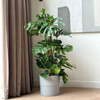 Philodendron cu frunza ruptă - Monstera deliciosa - Înălţime 120-130cm - ⌀24cm