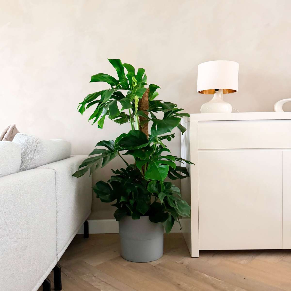 Philodendron cu frunza ruptă - Monstera deliciosa - Înălţime 120-130cm - ⌀24cm