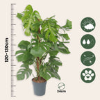 Philodendron cu frunza ruptă - Monstera deliciosa - Înălţime 120-130cm - ⌀24cm