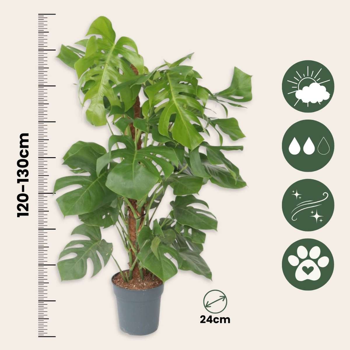 Philodendron cu frunza ruptă - Monstera deliciosa - Înălţime 120-130cm - ⌀24cm