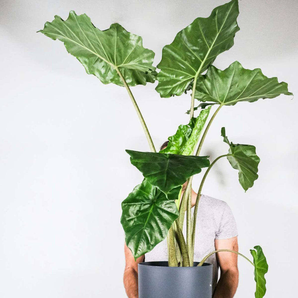Urechea elefantului - Alocasia 'Portodora' - Înălţime 110-120cm - ⌀32cm