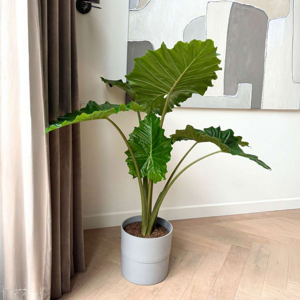 Urechea elefantului - Alocasia 'Portodora' - Înălţime 110-120cm - ⌀32cm
