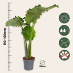 Urechea elefantului - Alocasia 'Portodora' - Înălţime 110-120cm - ⌀32cm
