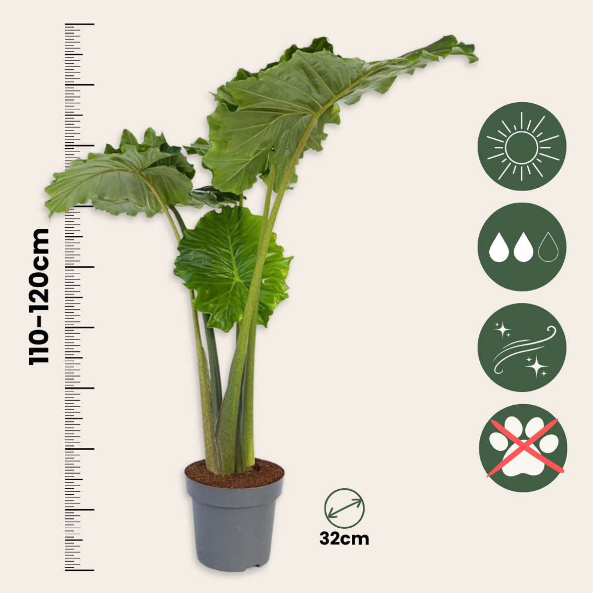 Urechea elefantului - Alocasia 'Portodora' - Înălţime 110-120cm - ⌀32cm