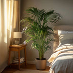 Palmier Areca - Dypsis lutescens - Înălţime 140-150cm - ⌀27cm
