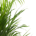Palmier Areca - Dypsis lutescens - Înălţime 140-150cm - ⌀27cm