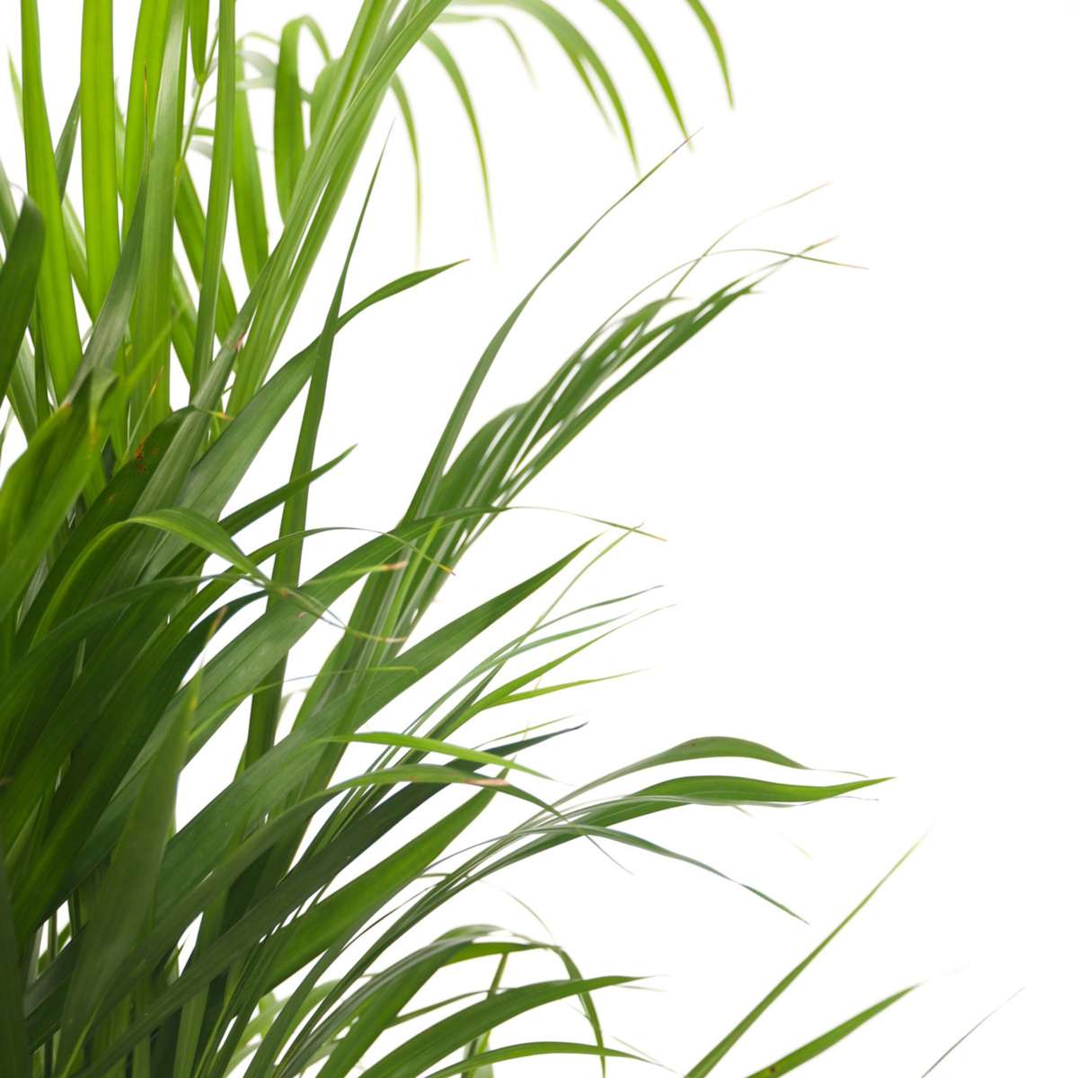 Palmier Areca - Dypsis lutescens - Înălţime 140-150cm - ⌀27cm