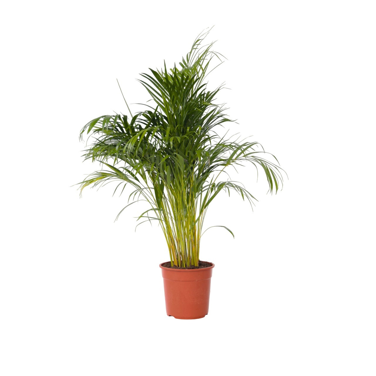 Palmier Areca - Dypsis lutescens - Înălţime 140-150cm - ⌀27cm